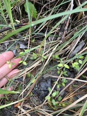Coprosma propinqua