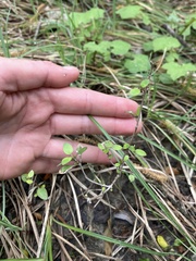Coprosma propinqua