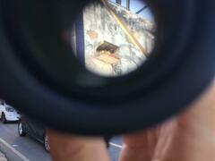 Caracara plancus plancus