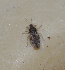 Monosteira unicostata