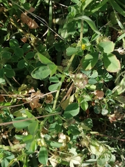 Medicago polymorpha