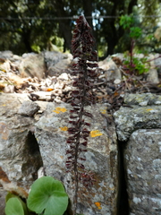 Umbilicus horizontalis