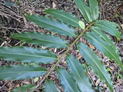 Alpinia