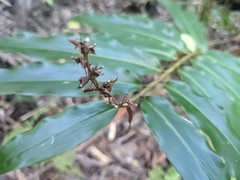 Alpinia