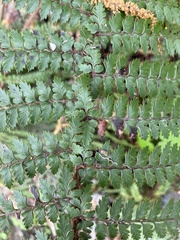 Polystichum vestitum