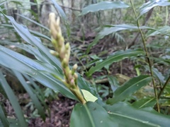 Alpinia