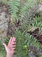 Polystichum vestitum