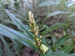 Alpinia