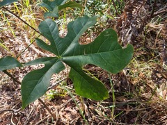 Stenocarpus sinuatus