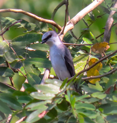 Pericrocotus divaricatus