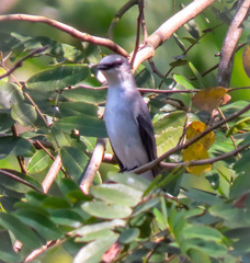 Pericrocotus divaricatus