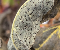 Puccinia helianthi