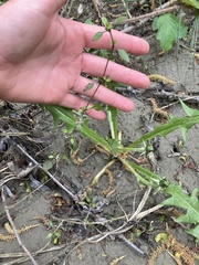 Coprosma propinqua