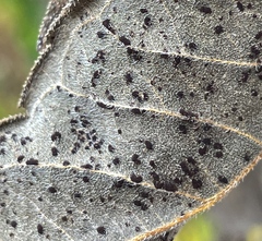 Puccinia helianthi