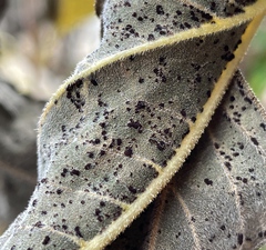 Puccinia helianthi