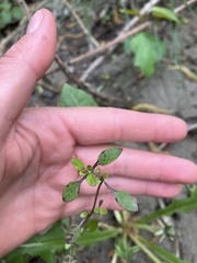 Coprosma propinqua