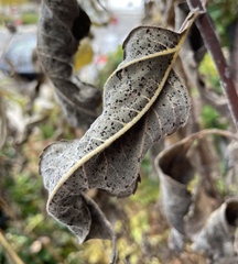 Puccinia helianthi
