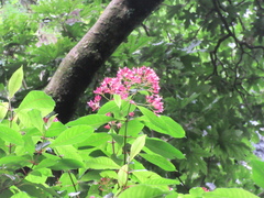 Fuchsia arborescens