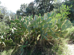 Opuntia elatior