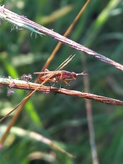 Sepedon ferruginosa