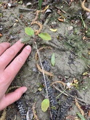 Berberis glaucocarpa