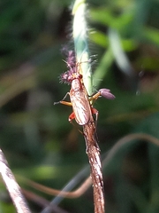 Sepedon ferruginosa