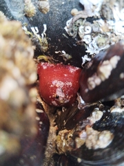 Actiniidae
