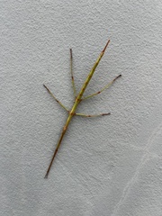 Phalces brevis