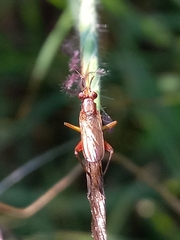 Sepedon ferruginosa