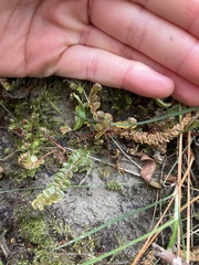 Blechnum penna-marina
