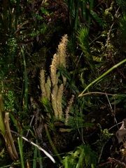 Diphasiastrum alpinum