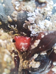 Actiniidae