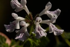 Stachys aethiopica image