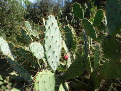 Opuntia elatior