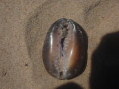 Monetaria caputserpentis