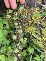 Muehlenbeckia australis