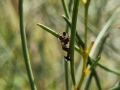 Monopis icterogastra