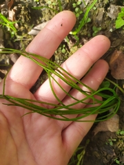 Isoetes malinverniana