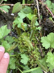 Blechnum penna-marina