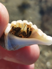 Clibanarius virescens