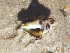 Clibanarius virescens