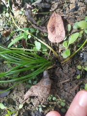 Isoetes malinverniana