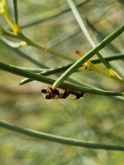 Monopis icterogastra