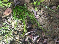 Isoetes malinverniana