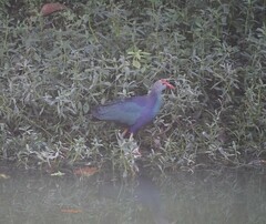 Porphyrio poliocephalus