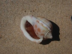 Phalium areola