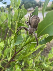 Palystes superciliosus