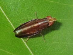 Cephaloconus cyprinus