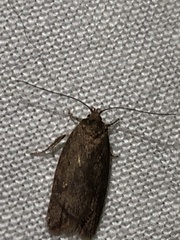 Hofmannophila pseudospretella