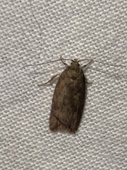 Hofmannophila pseudospretella